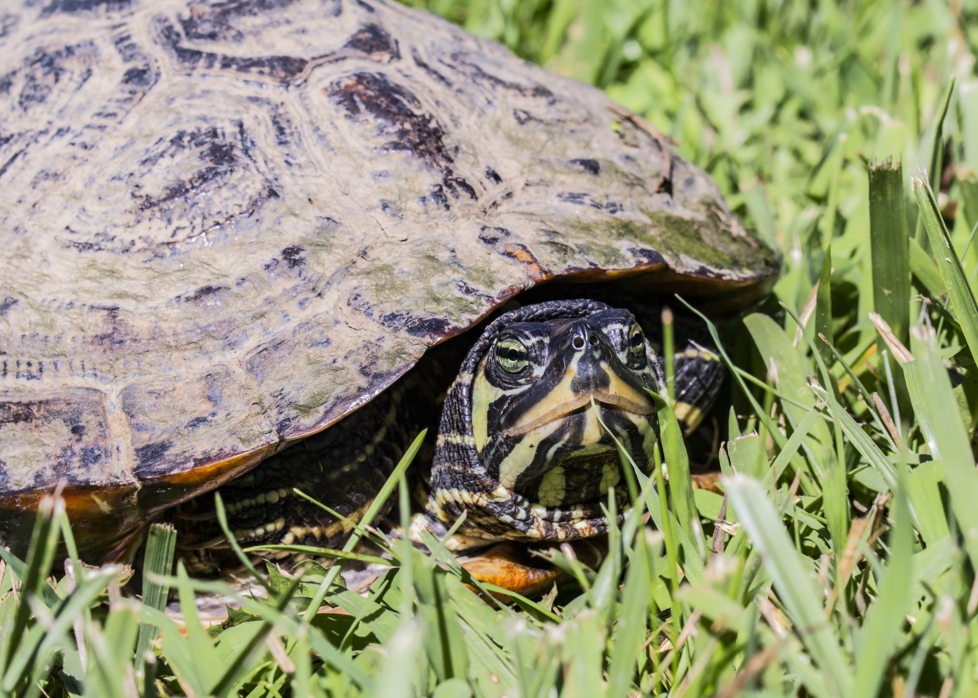 painted turtle outed outing free photo