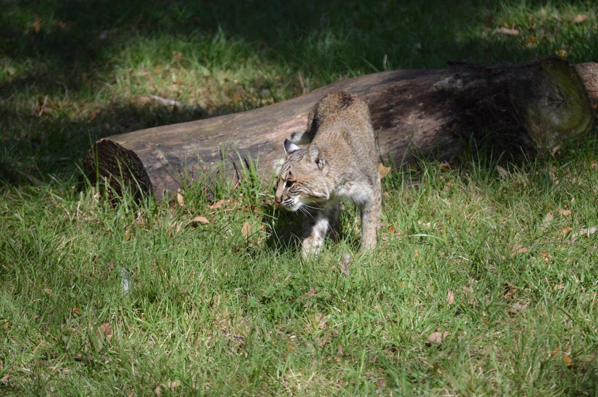 bobcat large cat wild cat free photo