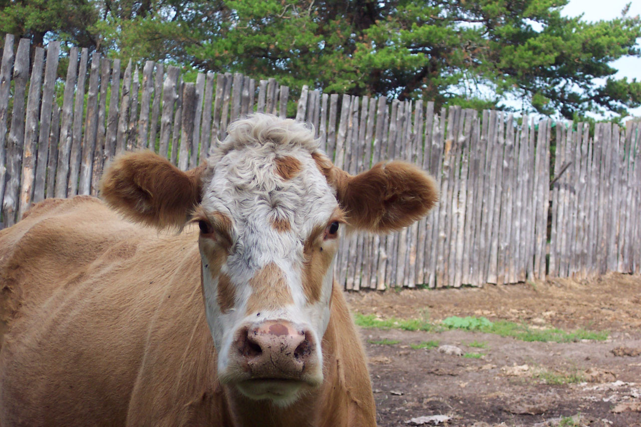 cow cattle farm free photo