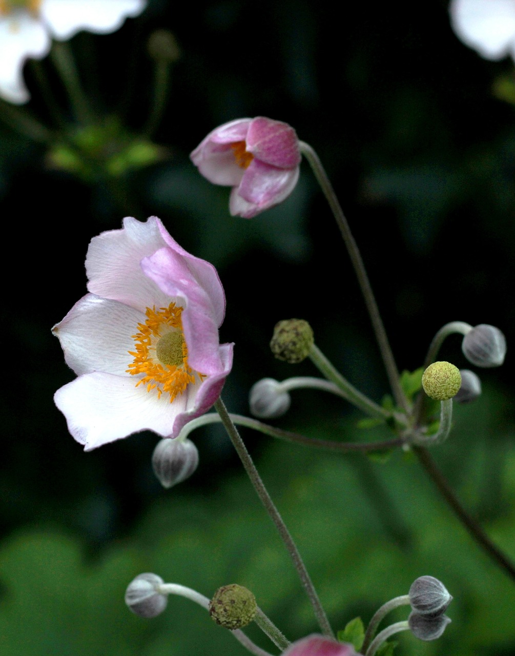 herfstanemoon  rose  flower free photo