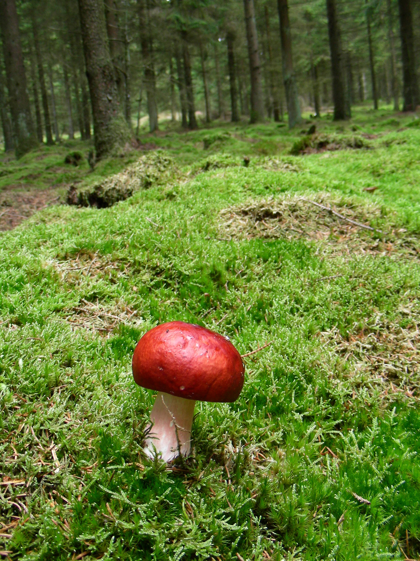 mushroom pine wood moss free photo