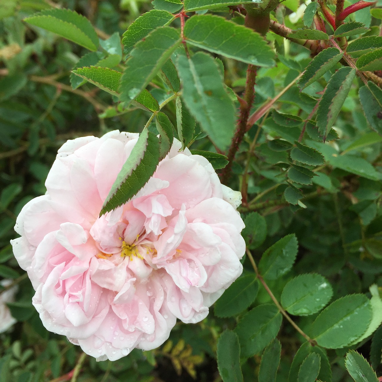 heritage rose rose garden free photo