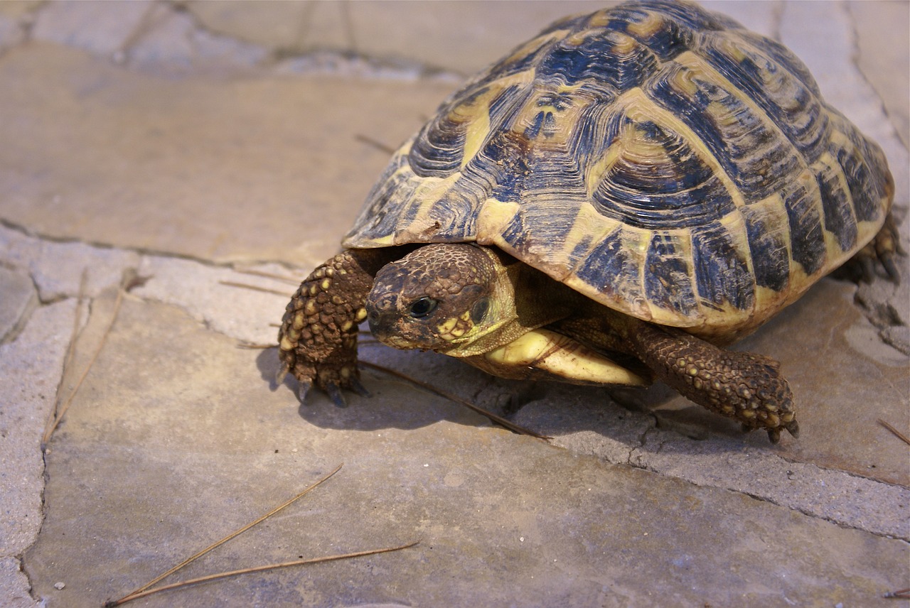 herman tortoise pet earth free photo