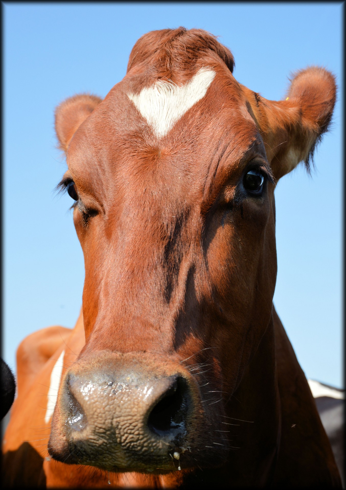 bull farm cattle free photo