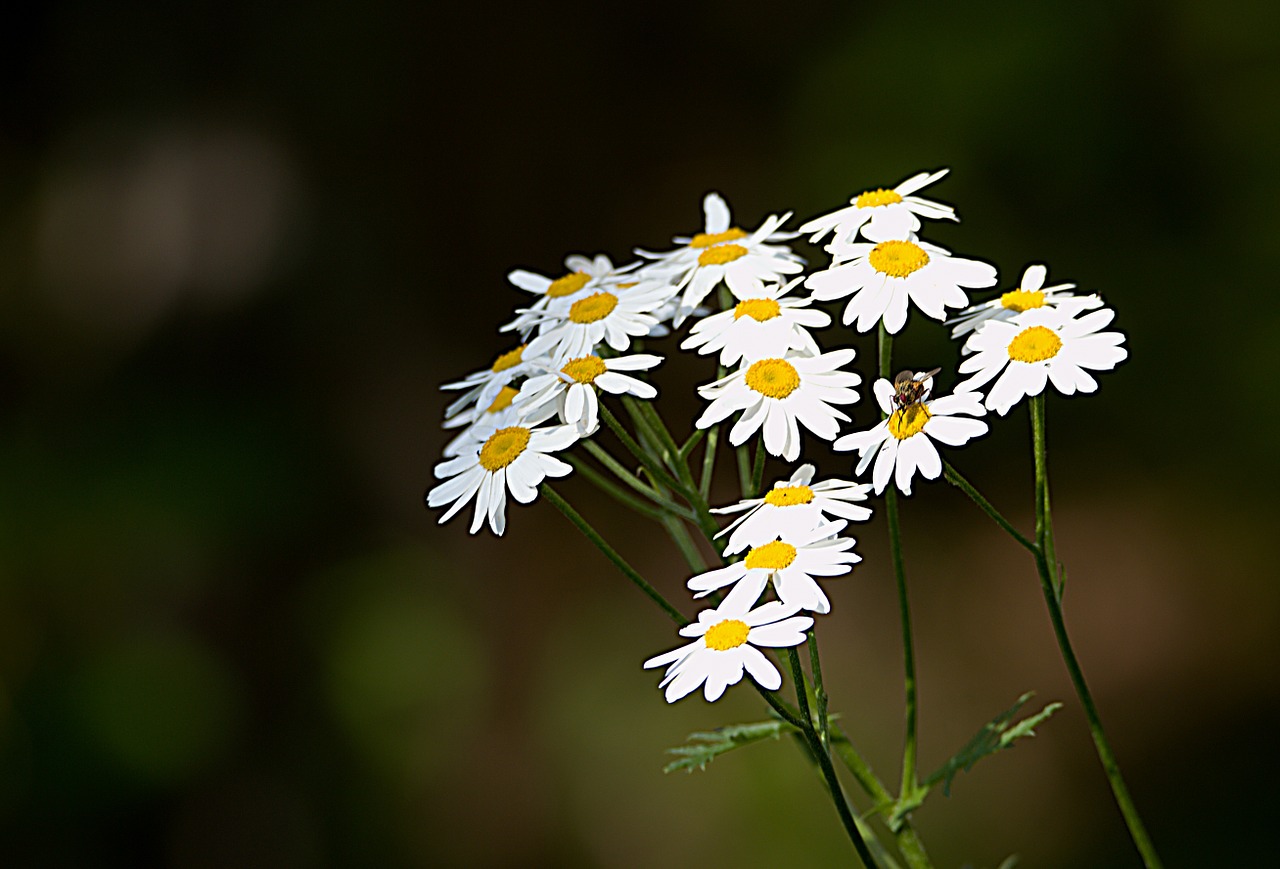 hermánek medicinal herbs plant free photo