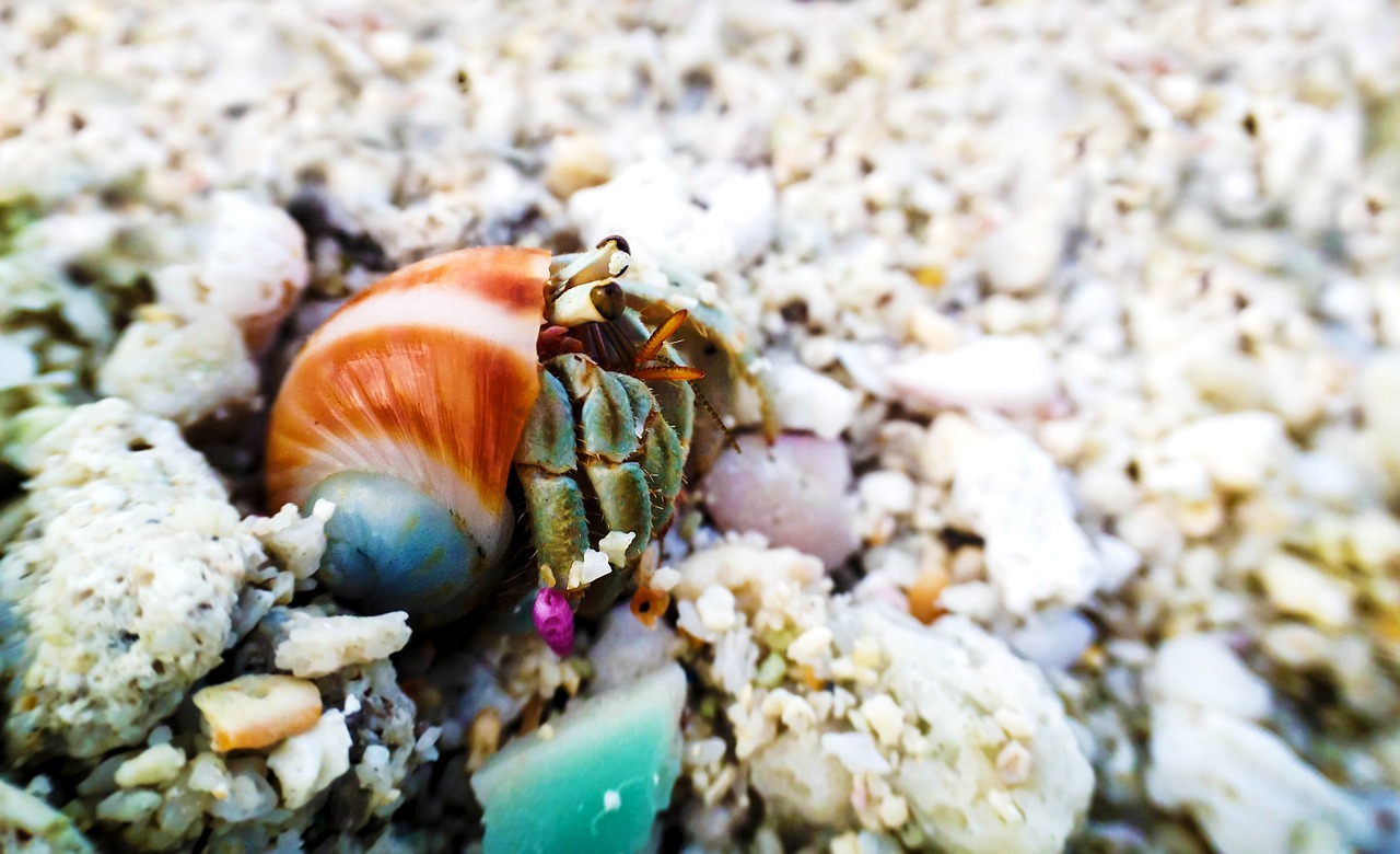 hermit hermit crab shell free photo