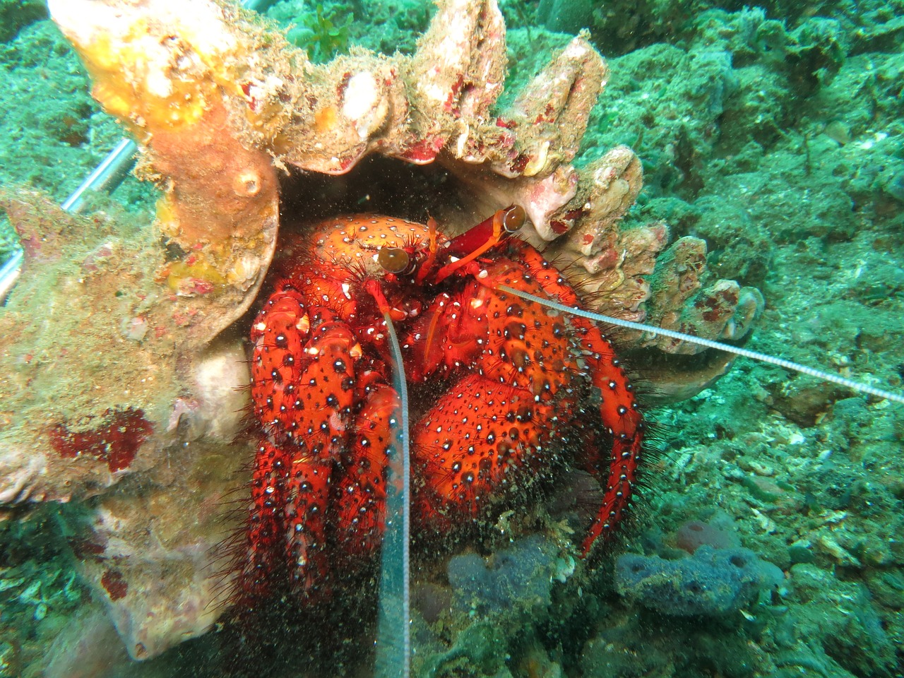hermit crab crab shell free photo