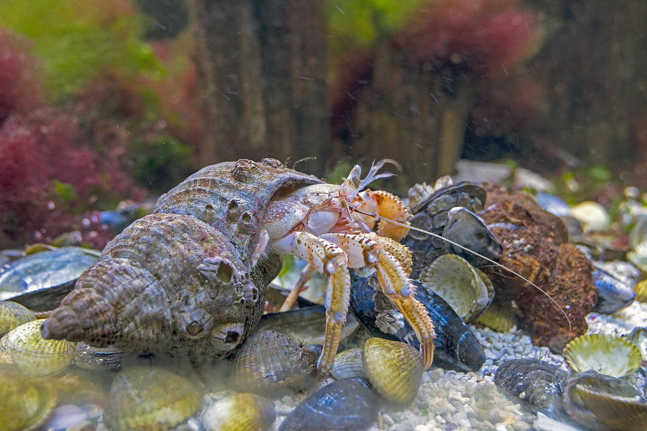 hermit crab north sea wildlife free photo