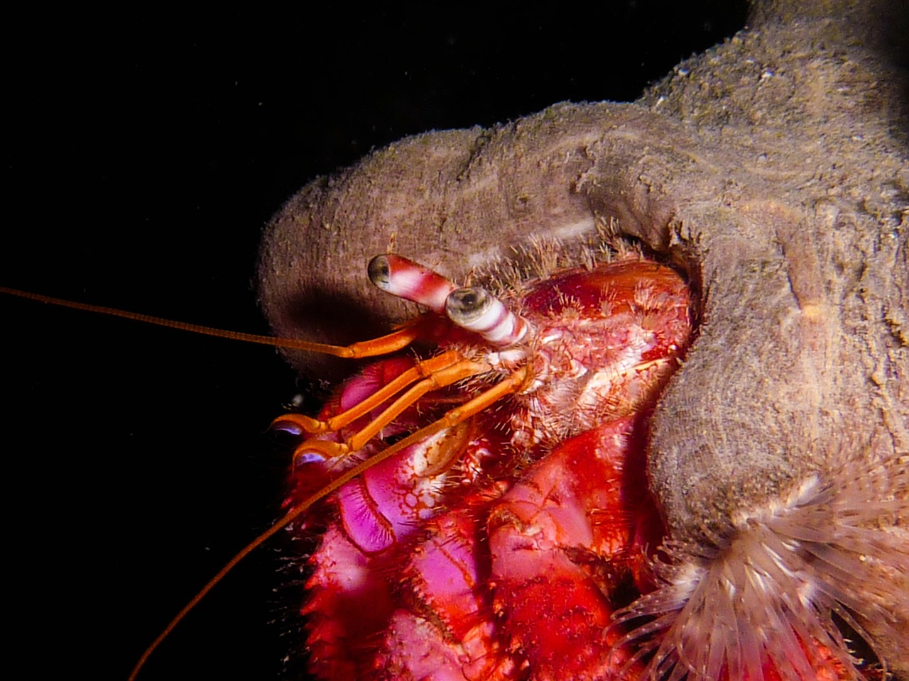 hermit crab cancer shellfish free photo