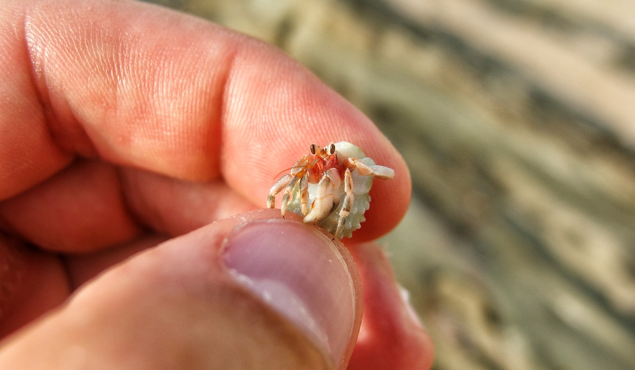 hermit crab crustacean hermit crab sea free photo