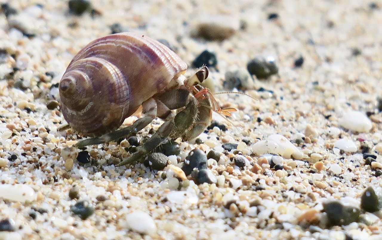 hermit crab  marine life  marine animals free photo