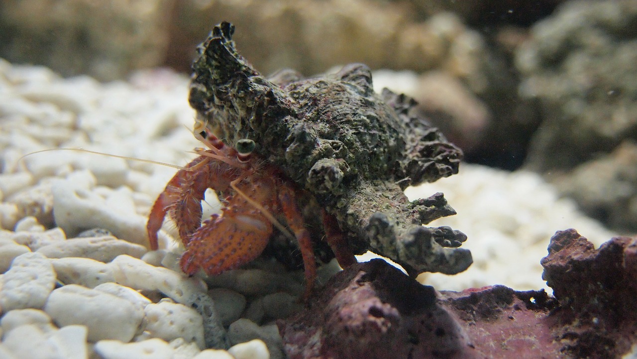 hermit crab aquarium sea free photo