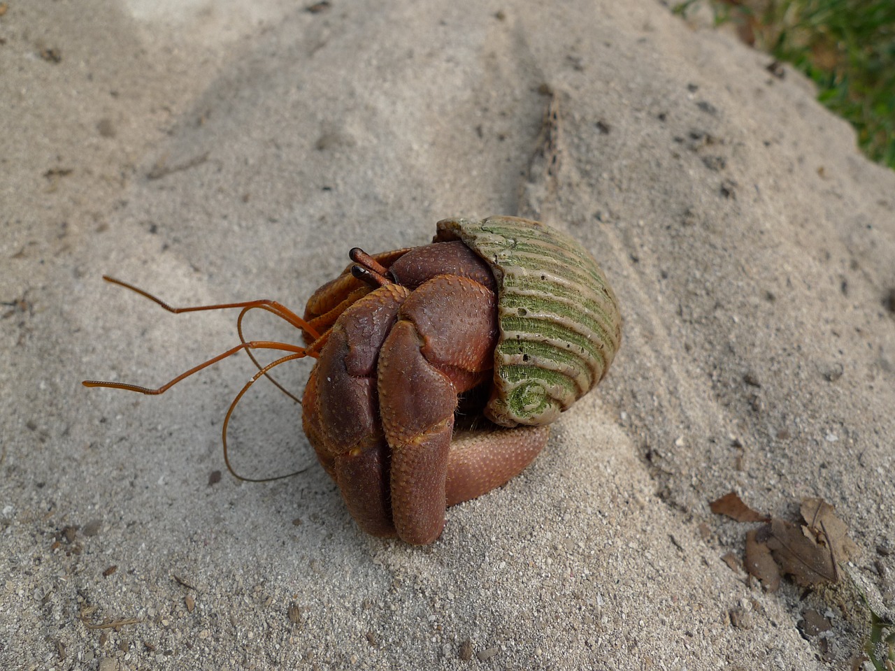hermit crab shell sand free photo