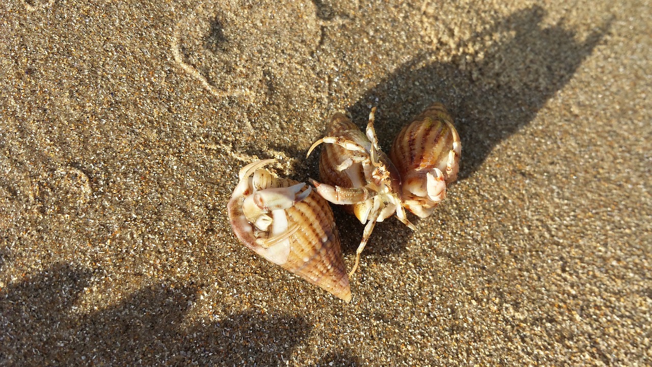 hermit crab sand beach free photo