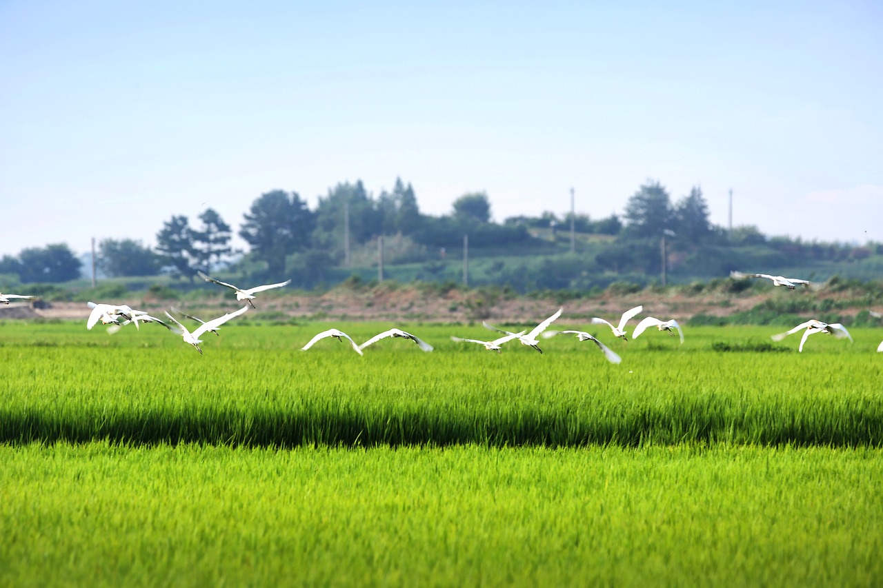 hern  rice paddies  rural free photo