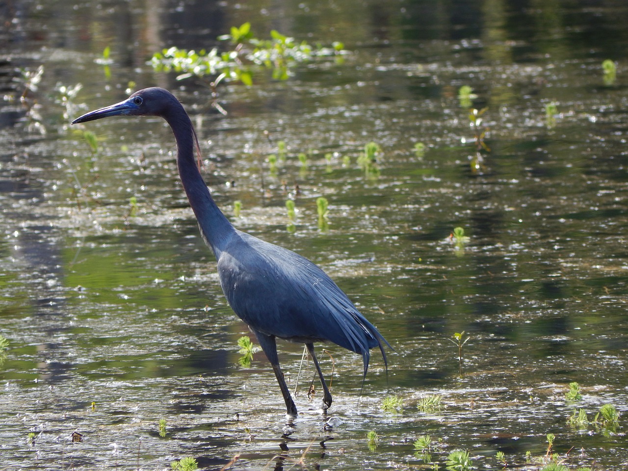 herold egret animal free photo