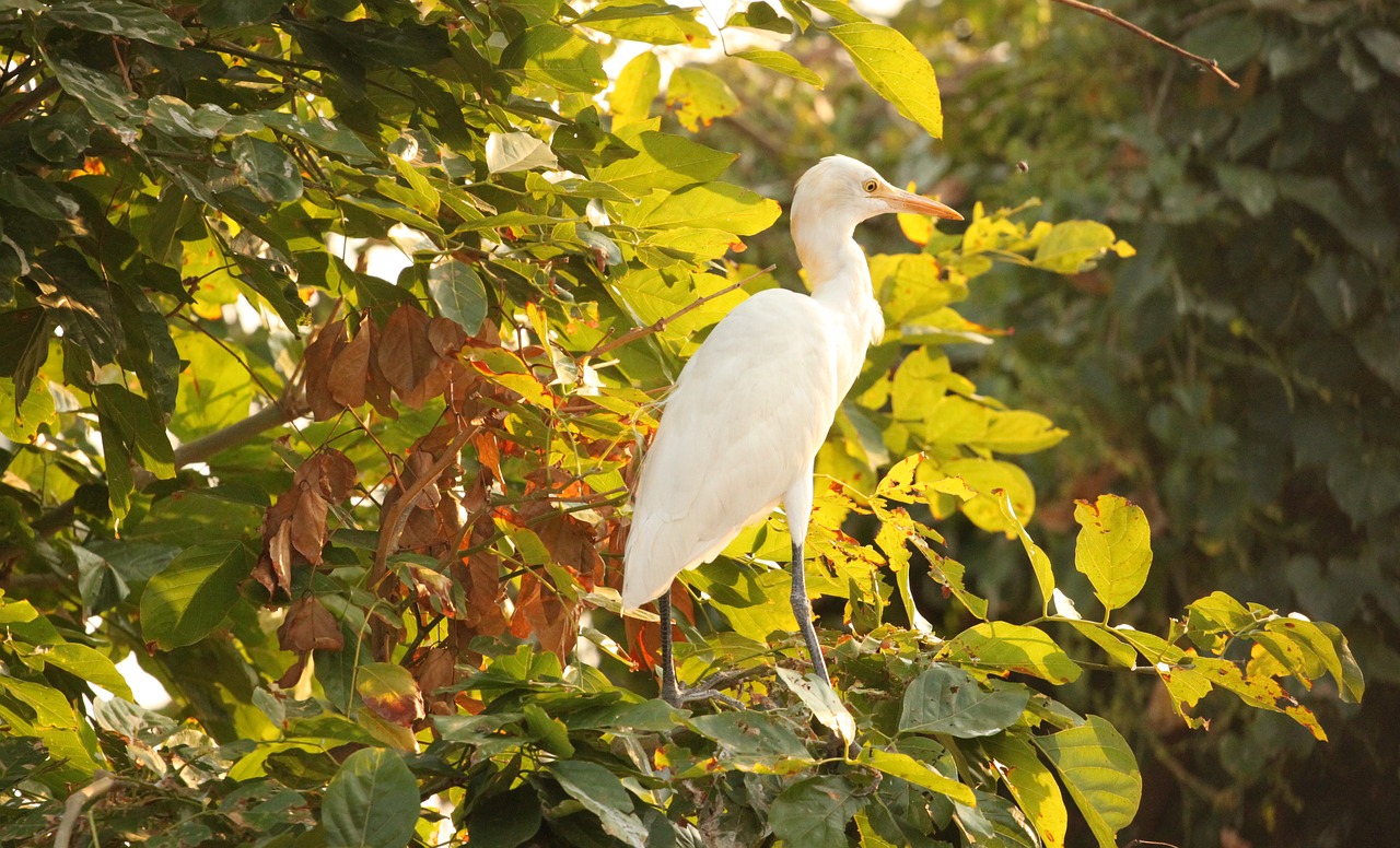 heron white bird free photo