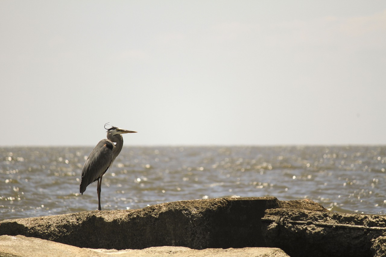 heron coastal water free photo