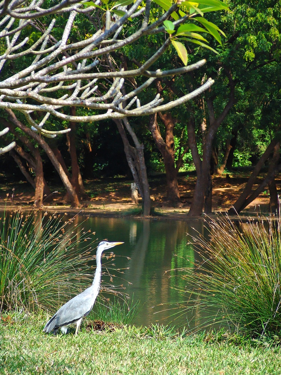 heron crane africa free photo