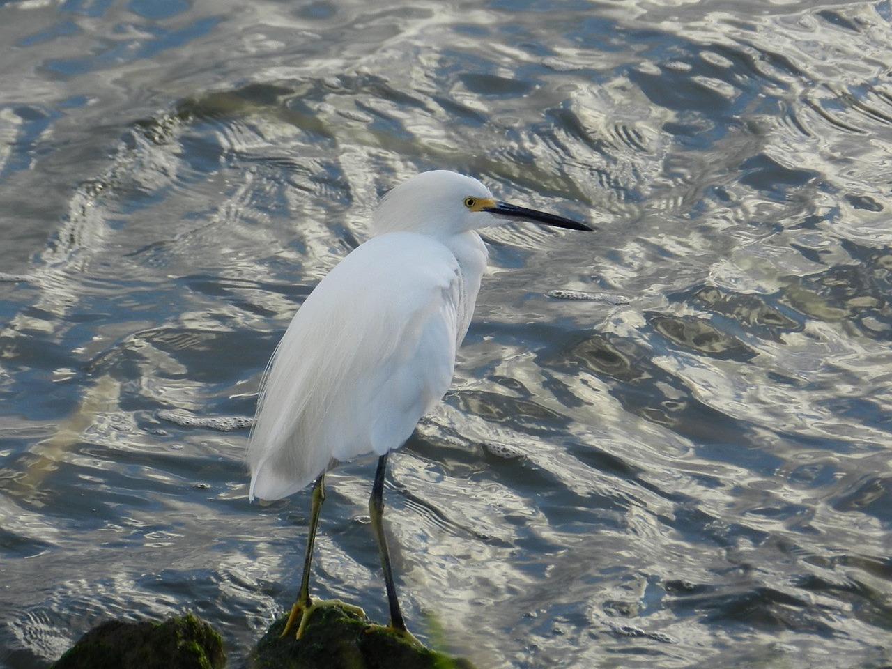 heron bird nature free photo