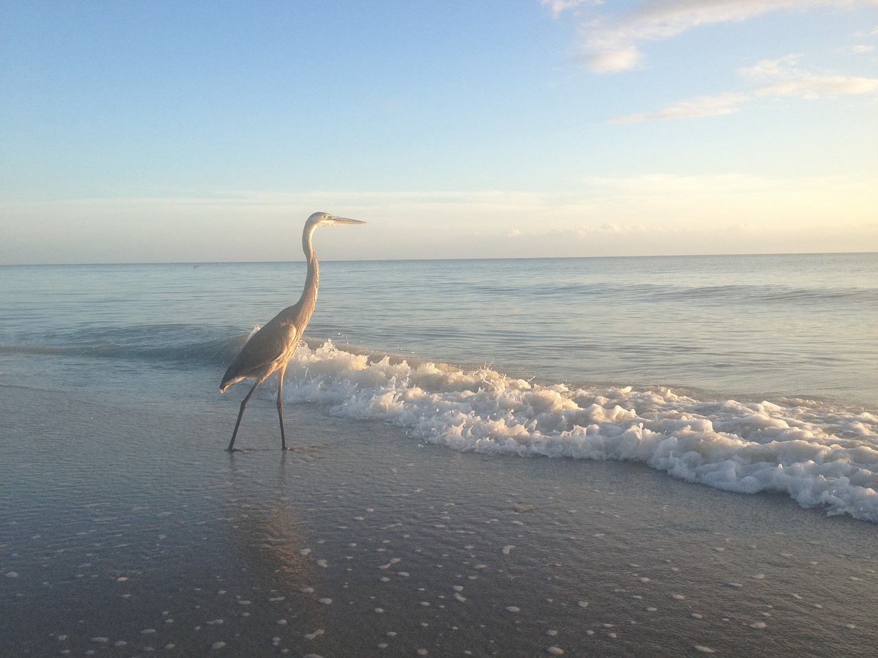 heron beach sun and sea free photo