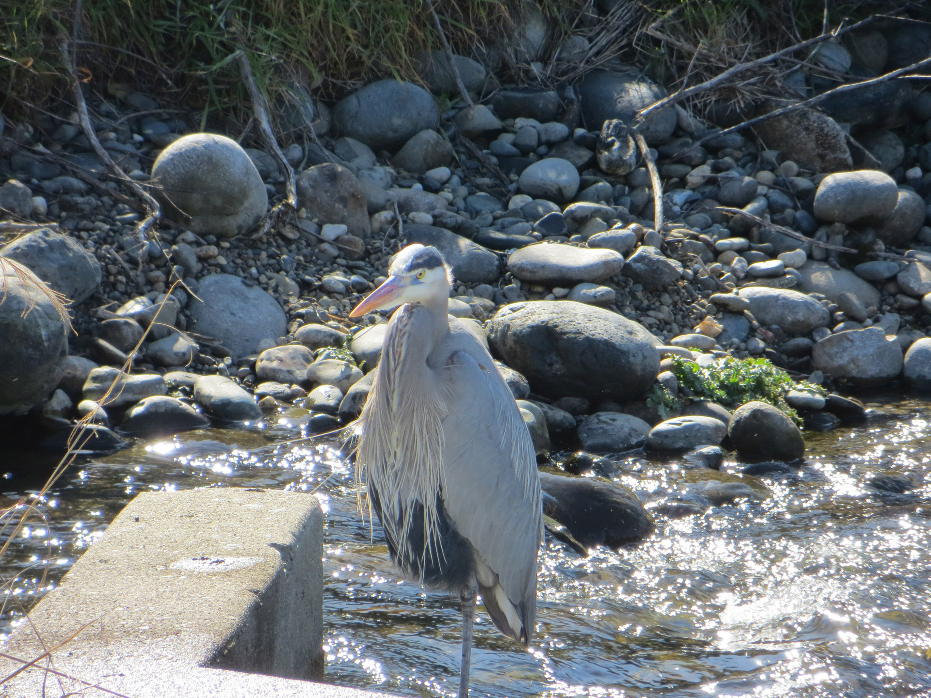 heron stream water fowl free photo