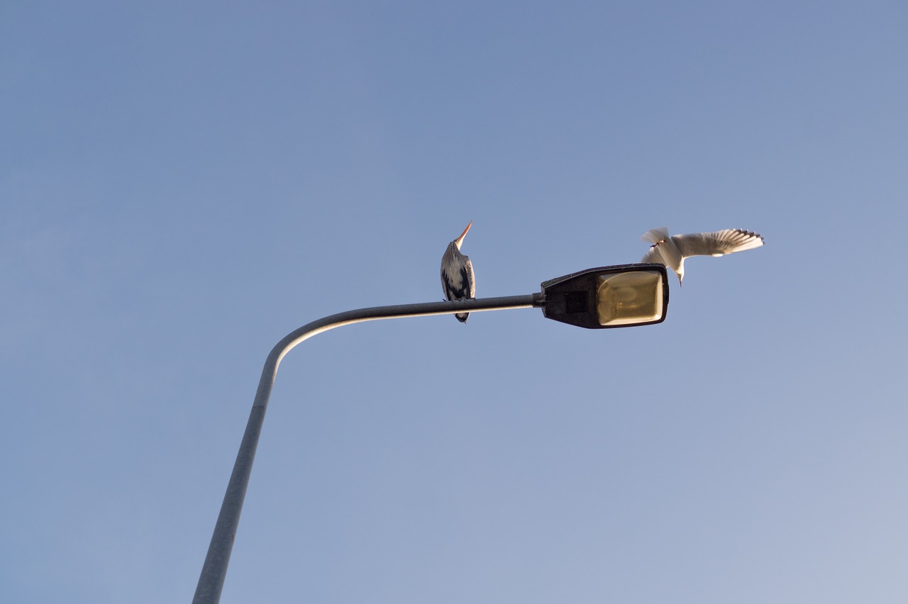 heron lamp post seagull free photo