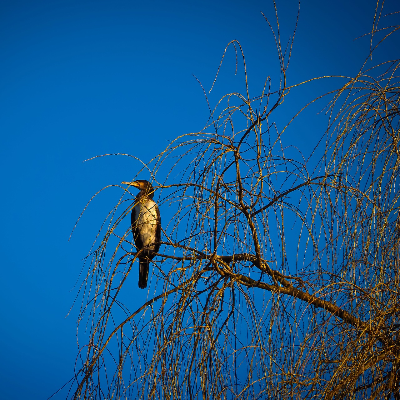 cormorant bird nature free photo