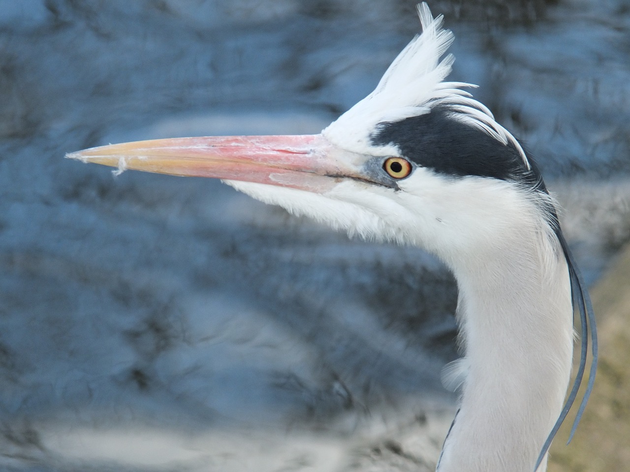 heron bird wildlife free photo