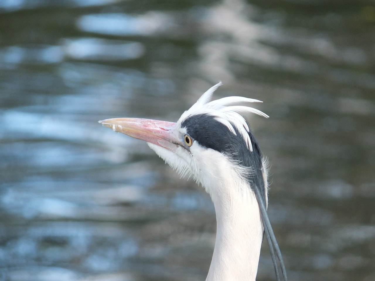 heron bird wildlife free photo