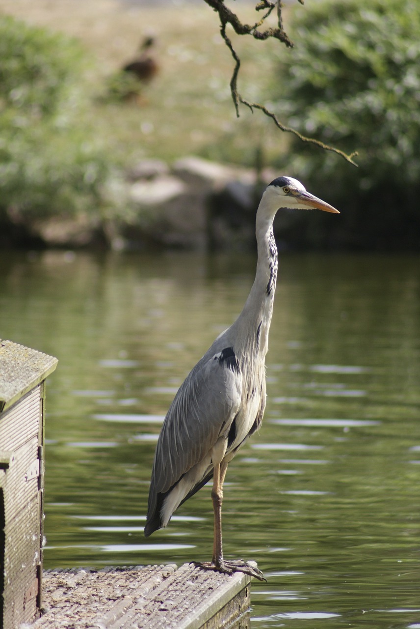 heron wildlife bird free photo