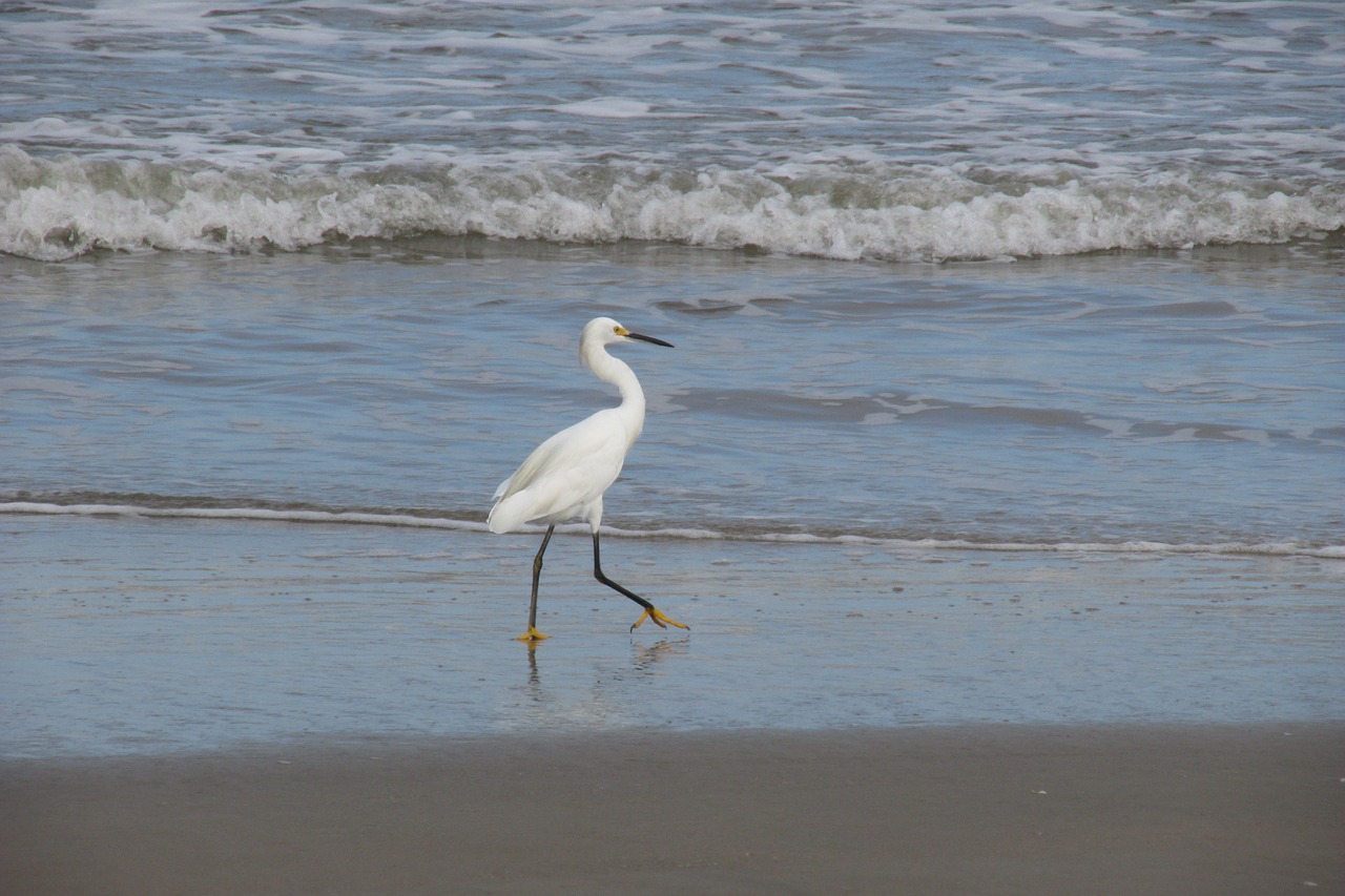 heron bird environment free photo