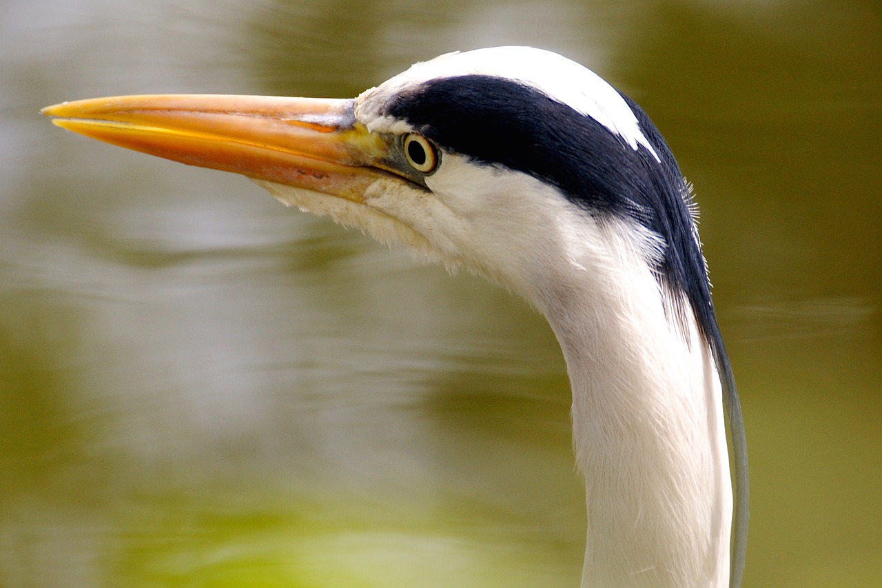 heron bird nature free photo