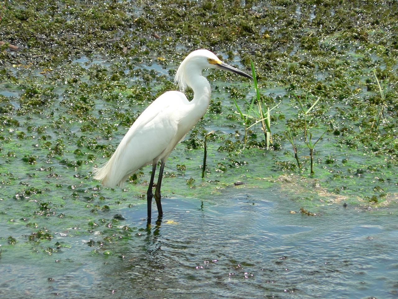 heron bird nature free photo