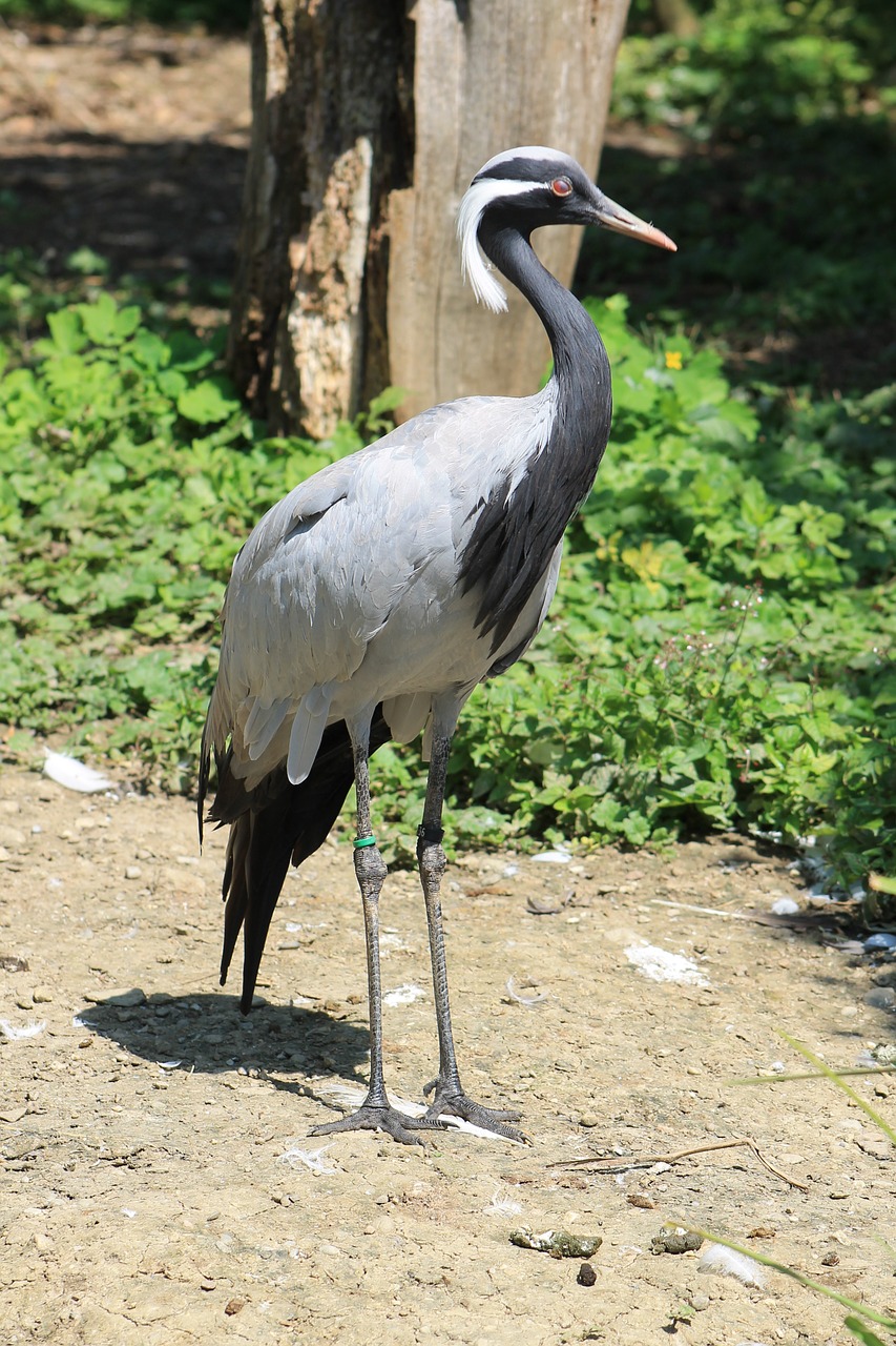 heron bird zoo free photo