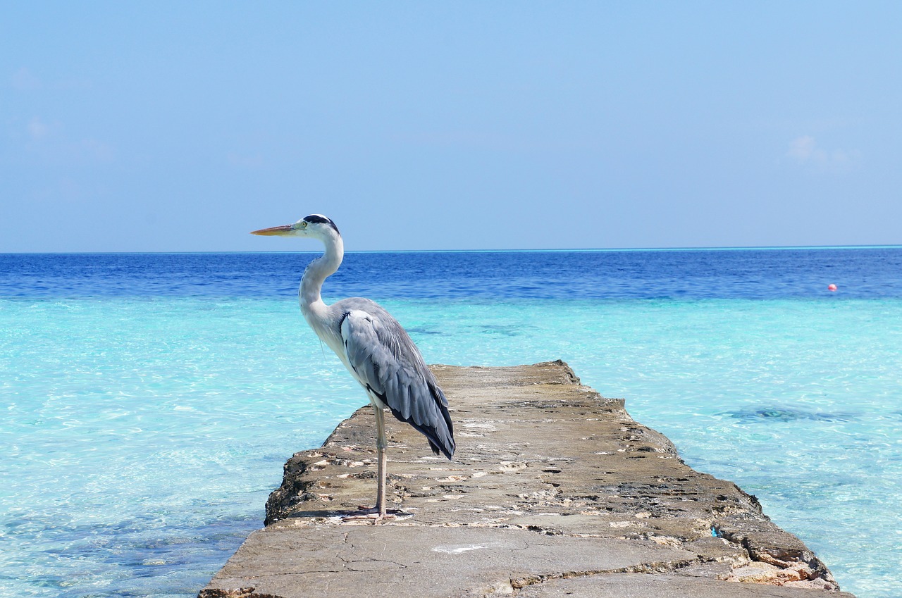 heron sea nature free photo