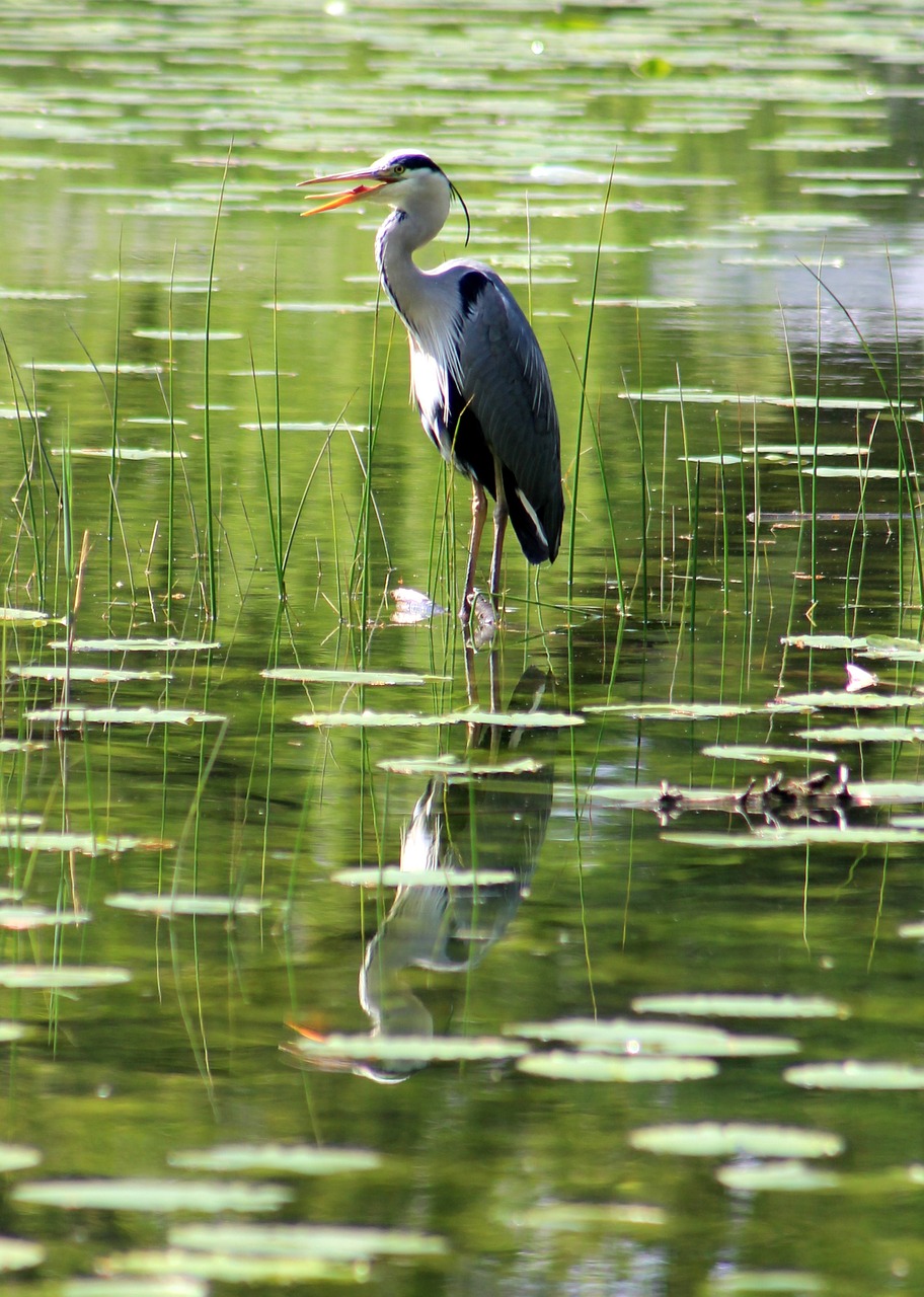 heron bird pond free photo