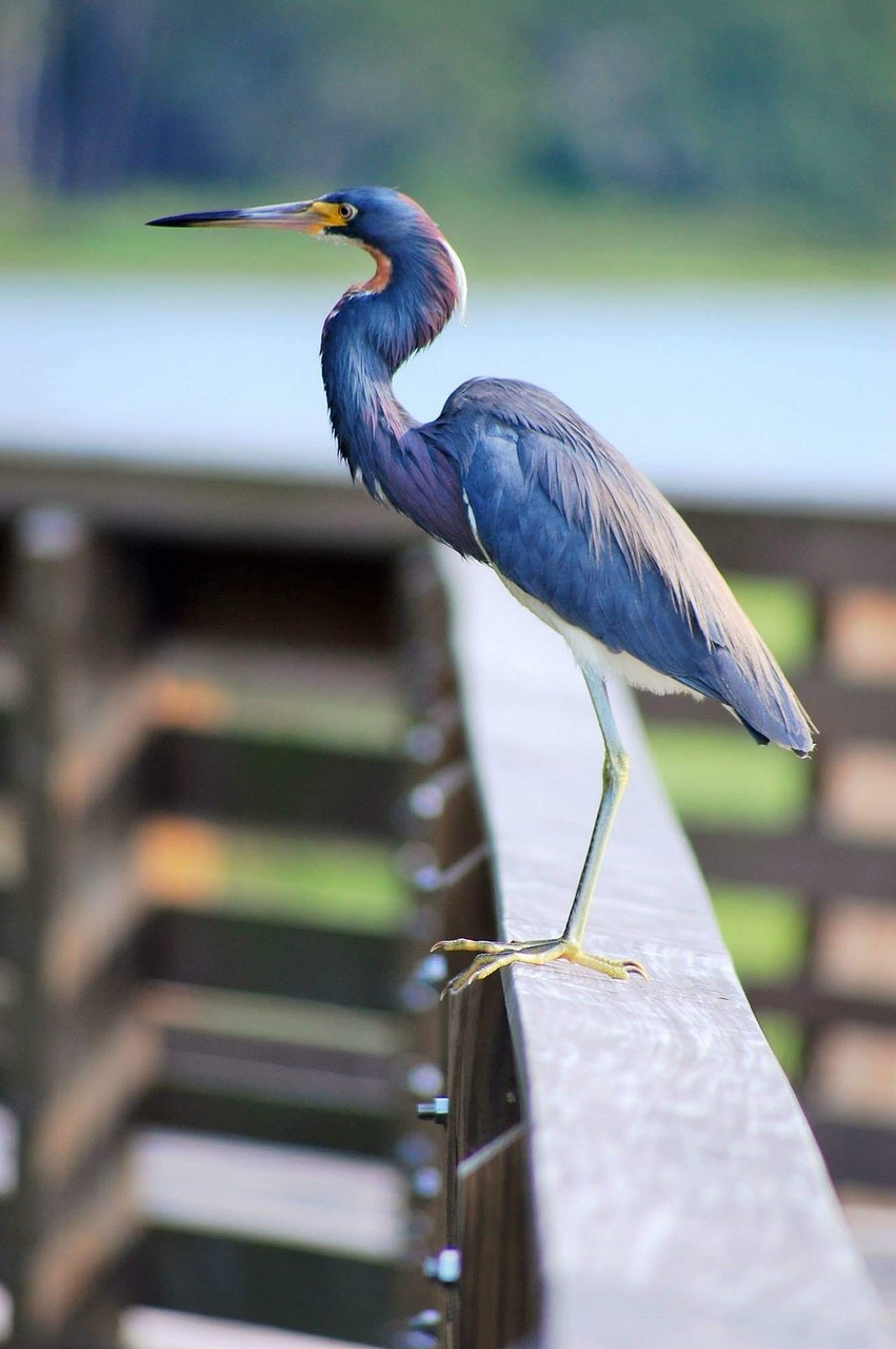 heron bird wildlife free photo