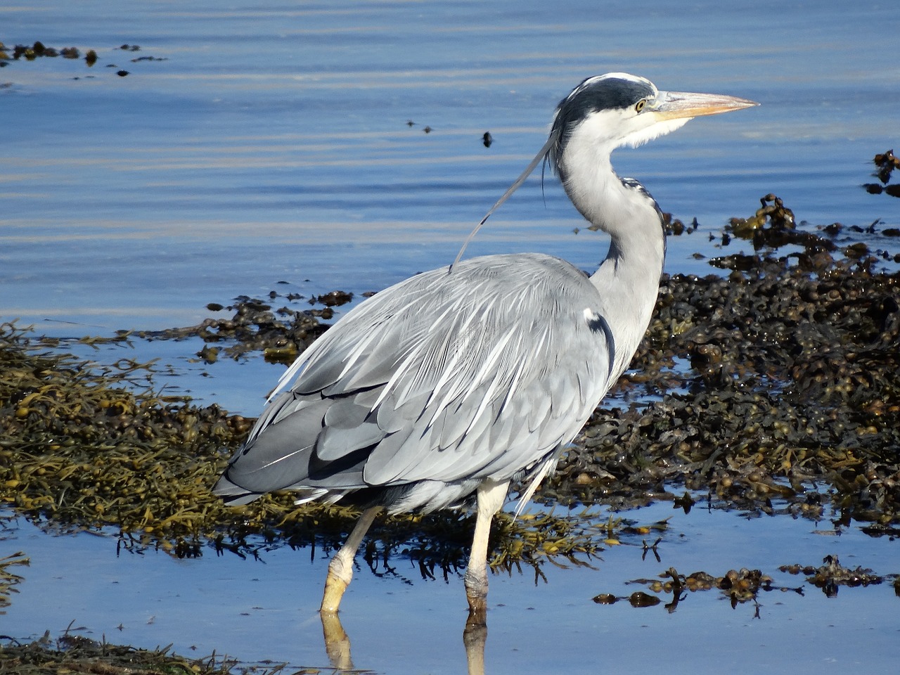 heron loch fleet sutherland free photo