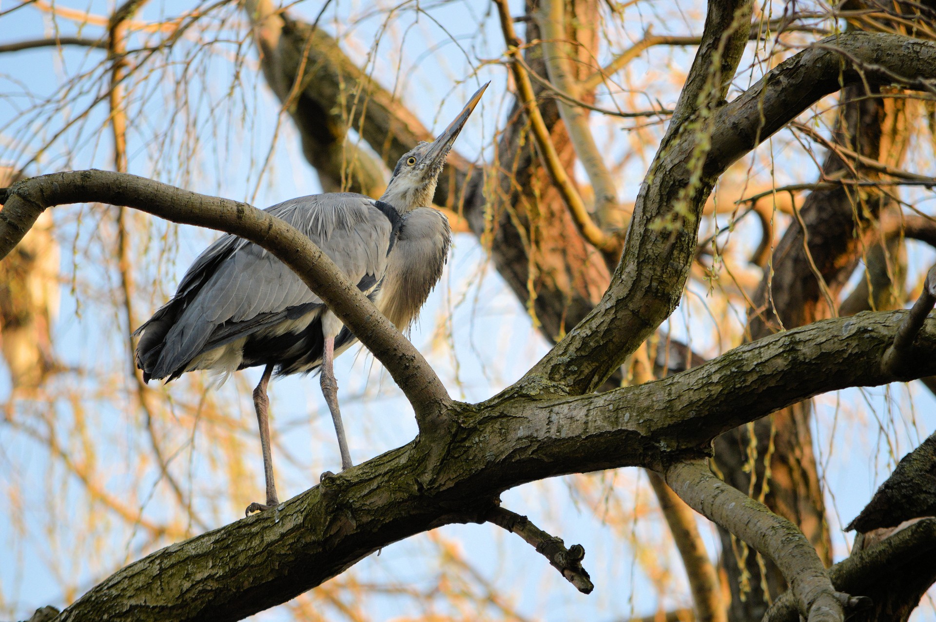 heron bird tree free photo