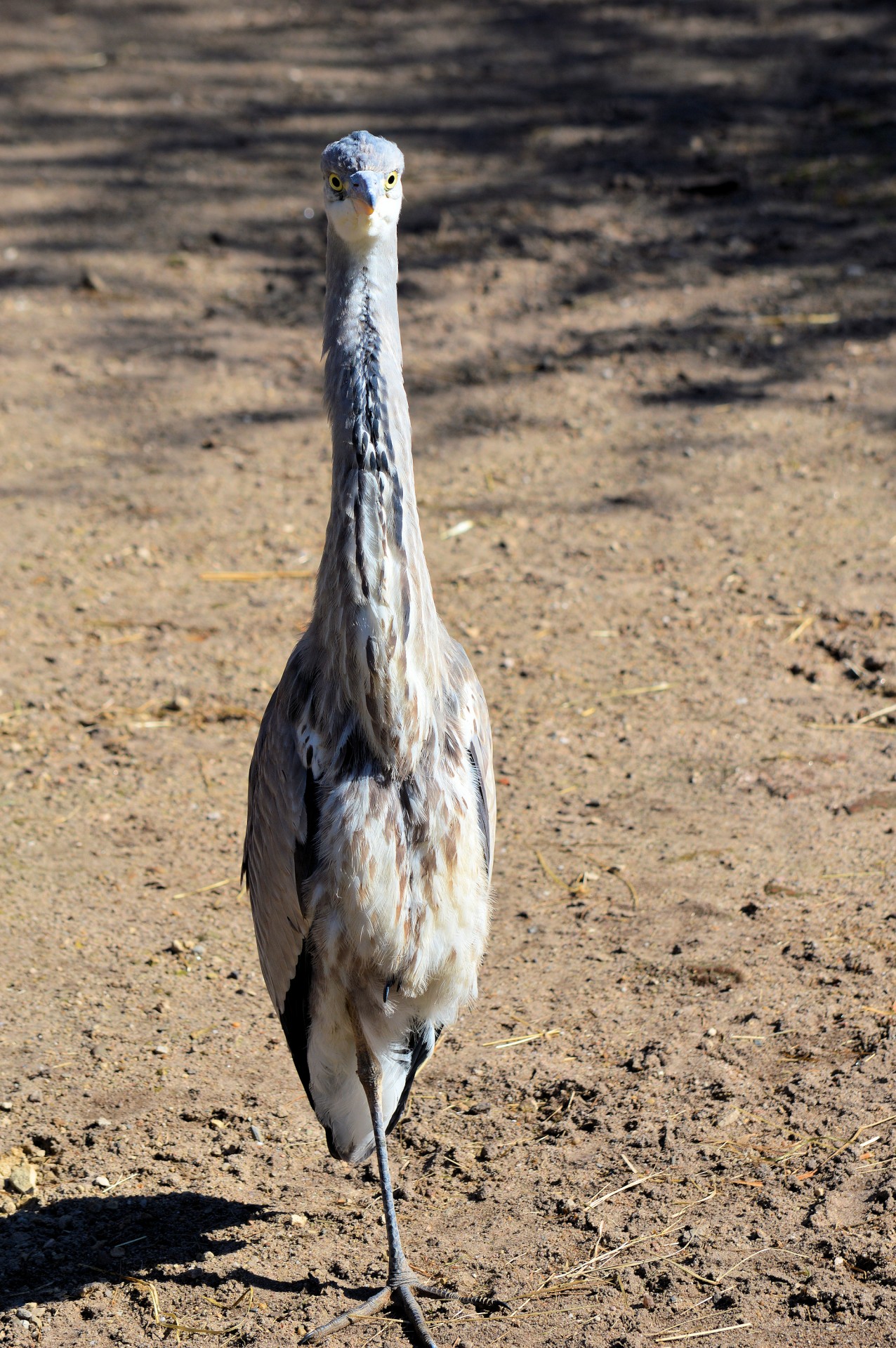 heron bird animal free photo