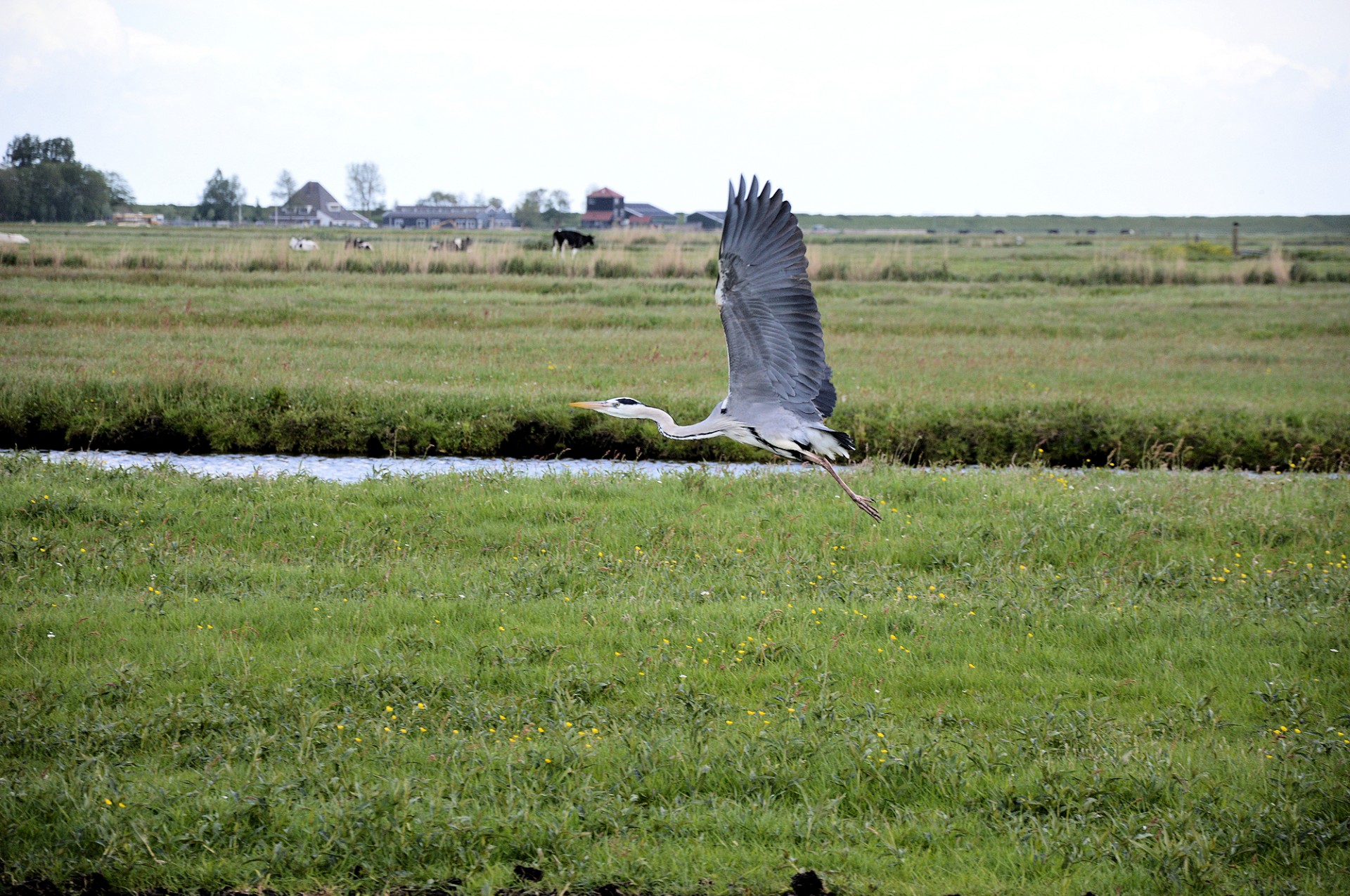 heron bird animal free photo