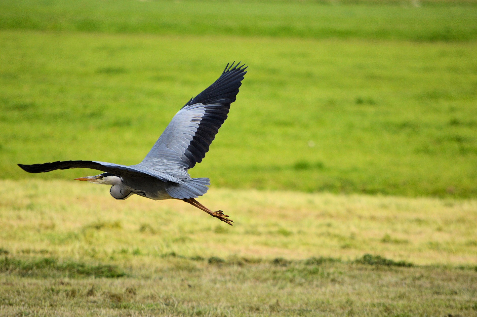 heron bird animal free photo