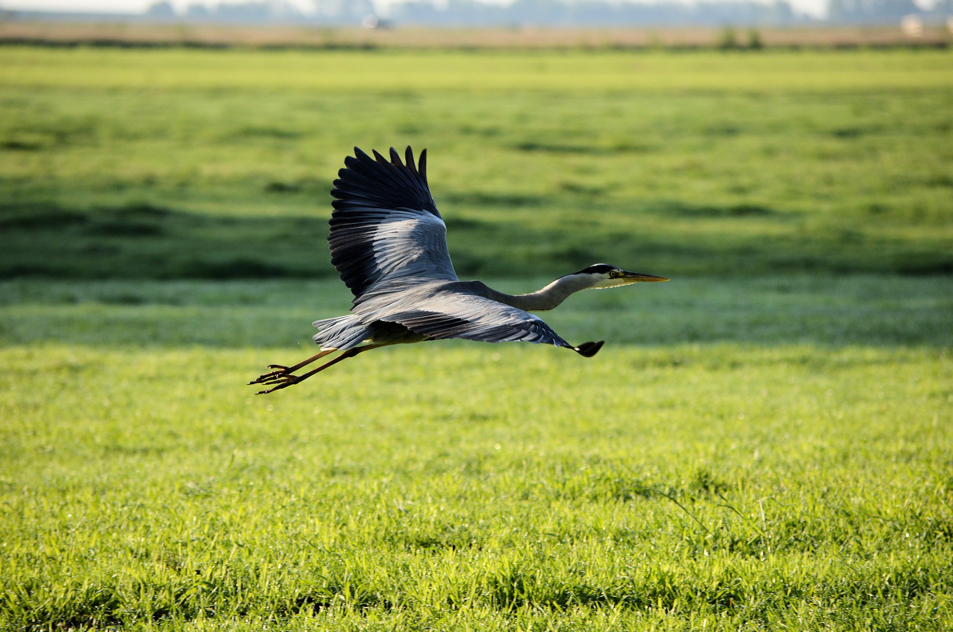 heron flying bird free photo