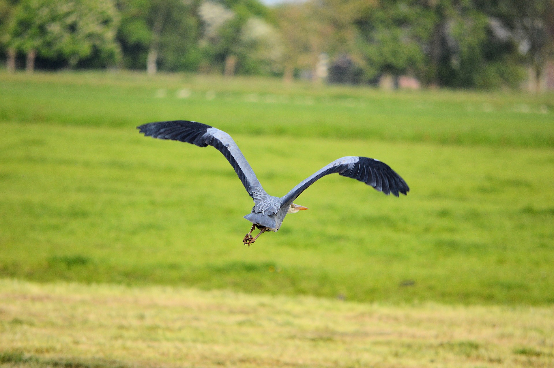 heron bird flying free photo