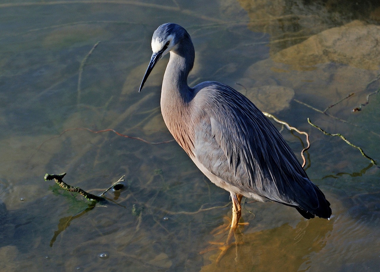 heron white faced wildlife free photo