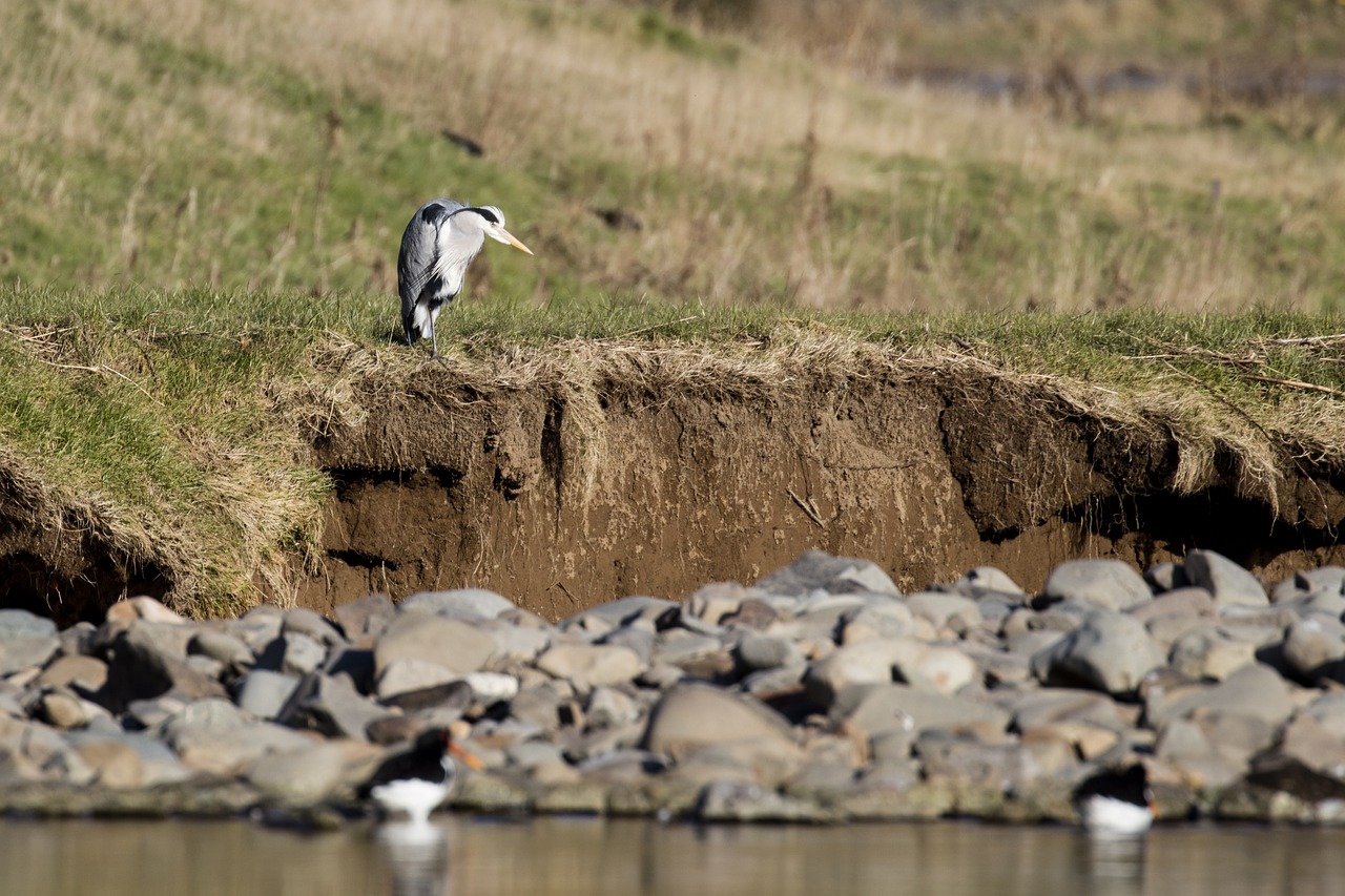 heron fishing bird free photo