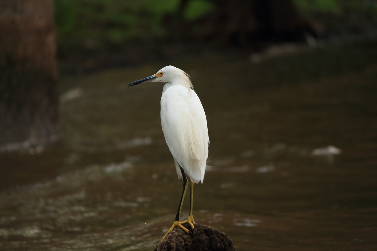 snowy egret white free photo