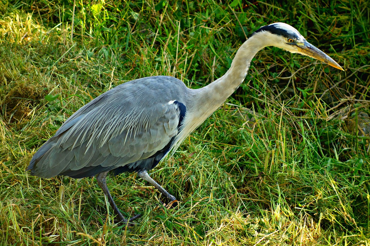 heron blue heron bird free photo