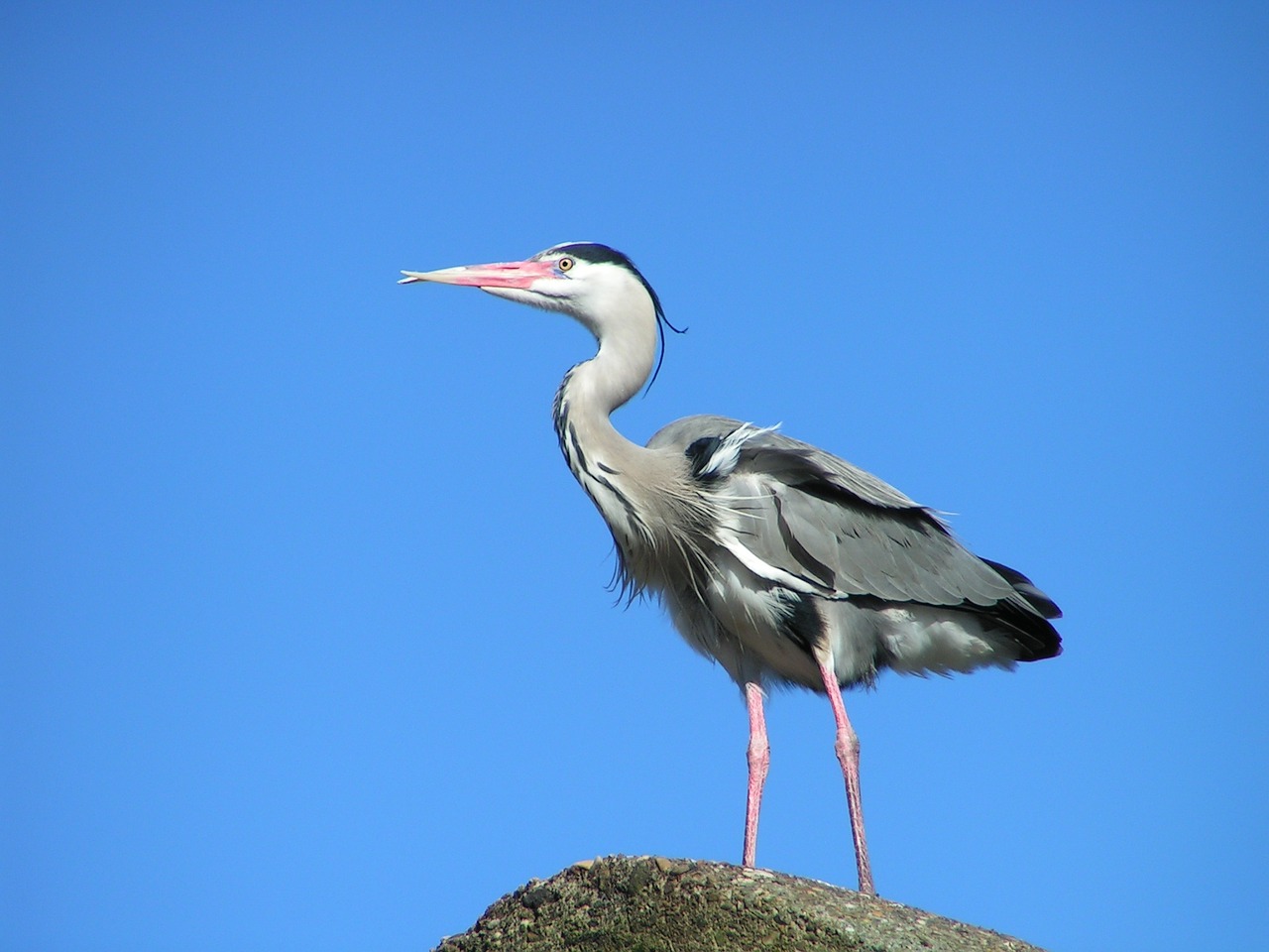 heron bird nature free photo